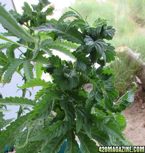 unusual pot leaves