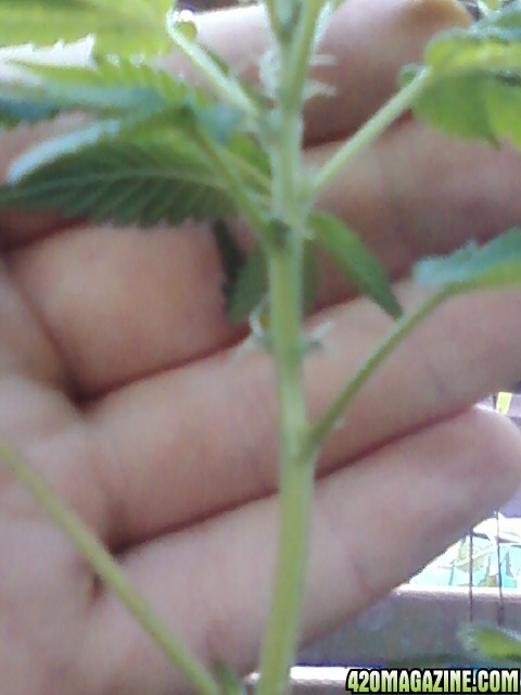 Upclose but blurry of plant 1