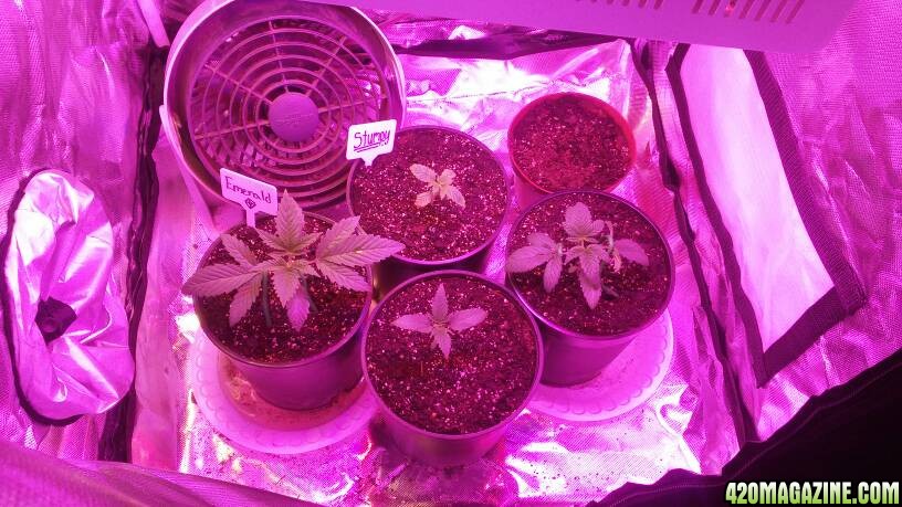 Update #11 1/14/18 Indoor Tent Grow