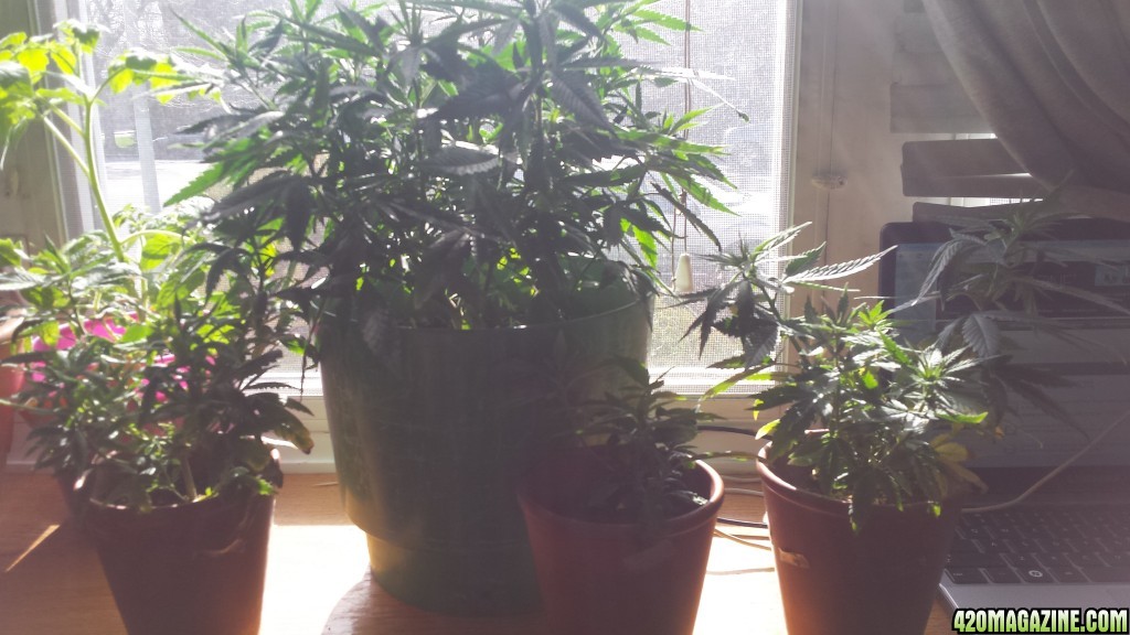 update 3/30 clones