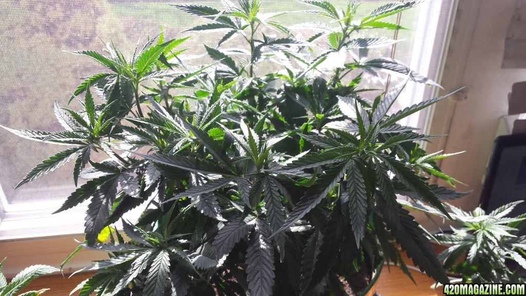 update 3/30 clones