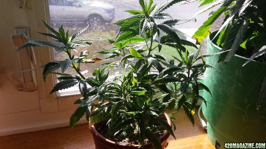 update 3/30 clones