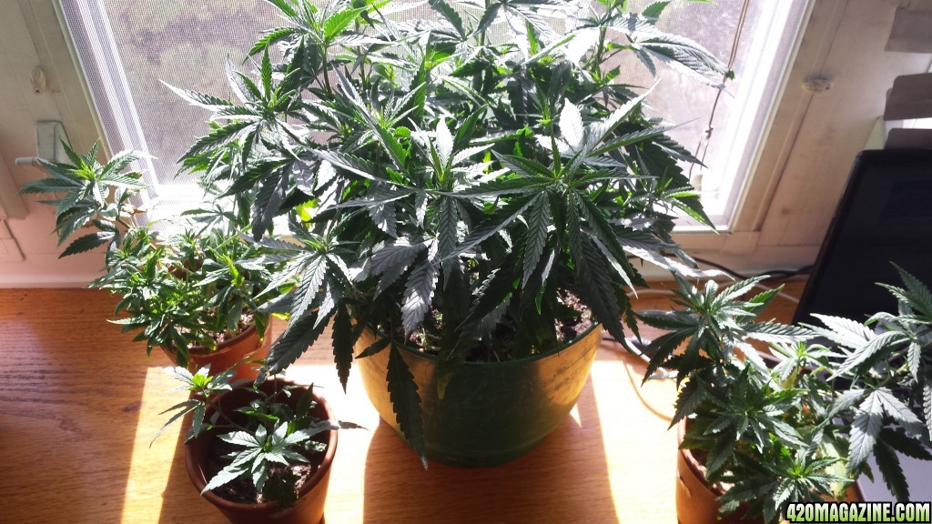 update 3/30 clones