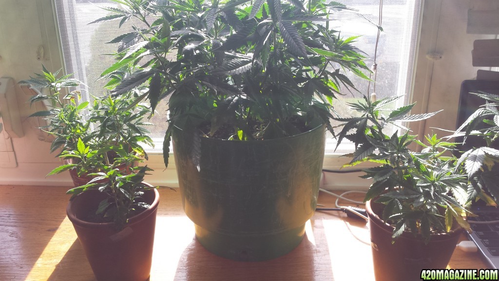 update 3/30 clones