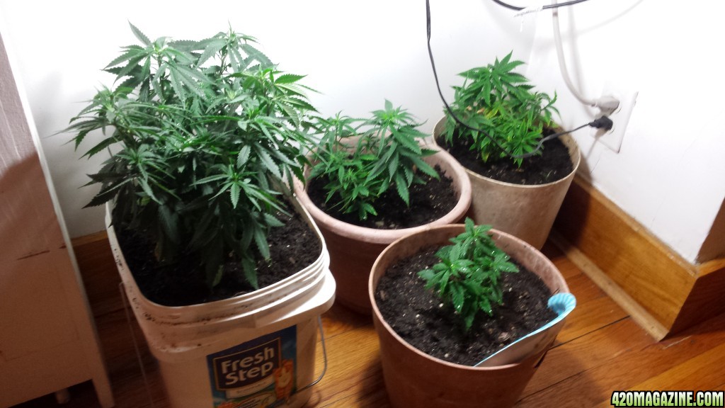 UPDATE 4/3 repotted clones