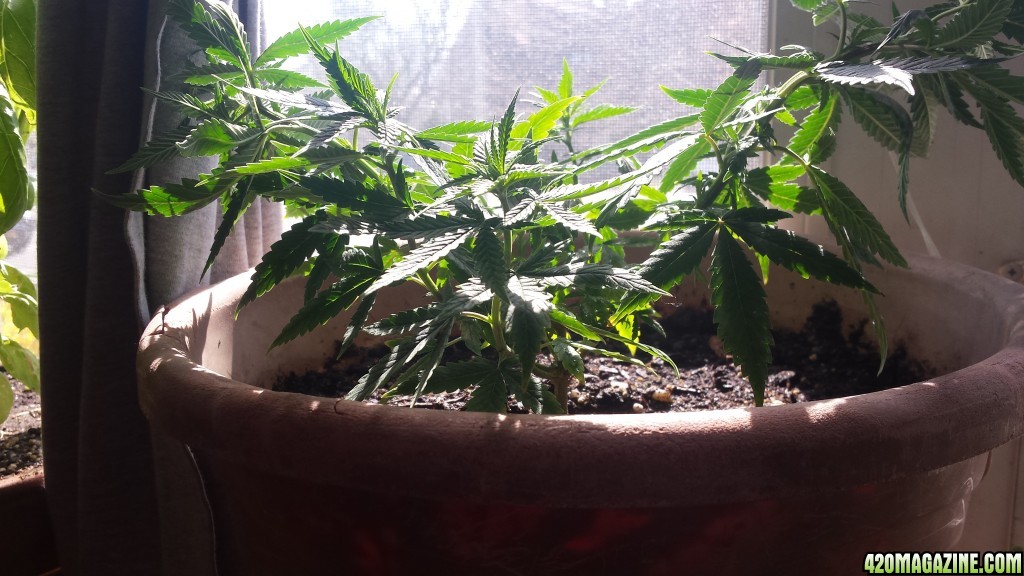 update 4/5: did some topping and lst