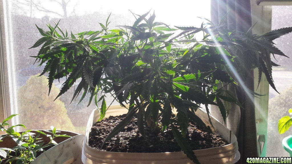 update 4/5: did some topping and lst