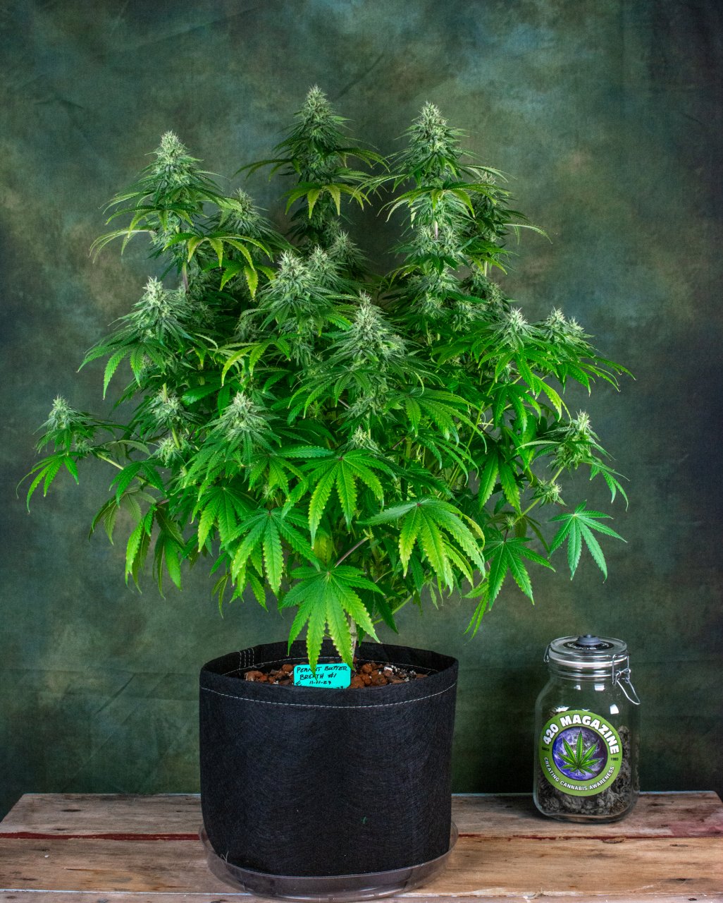 update grow 1-23-24  Peanut Butter Breath #1.jpg