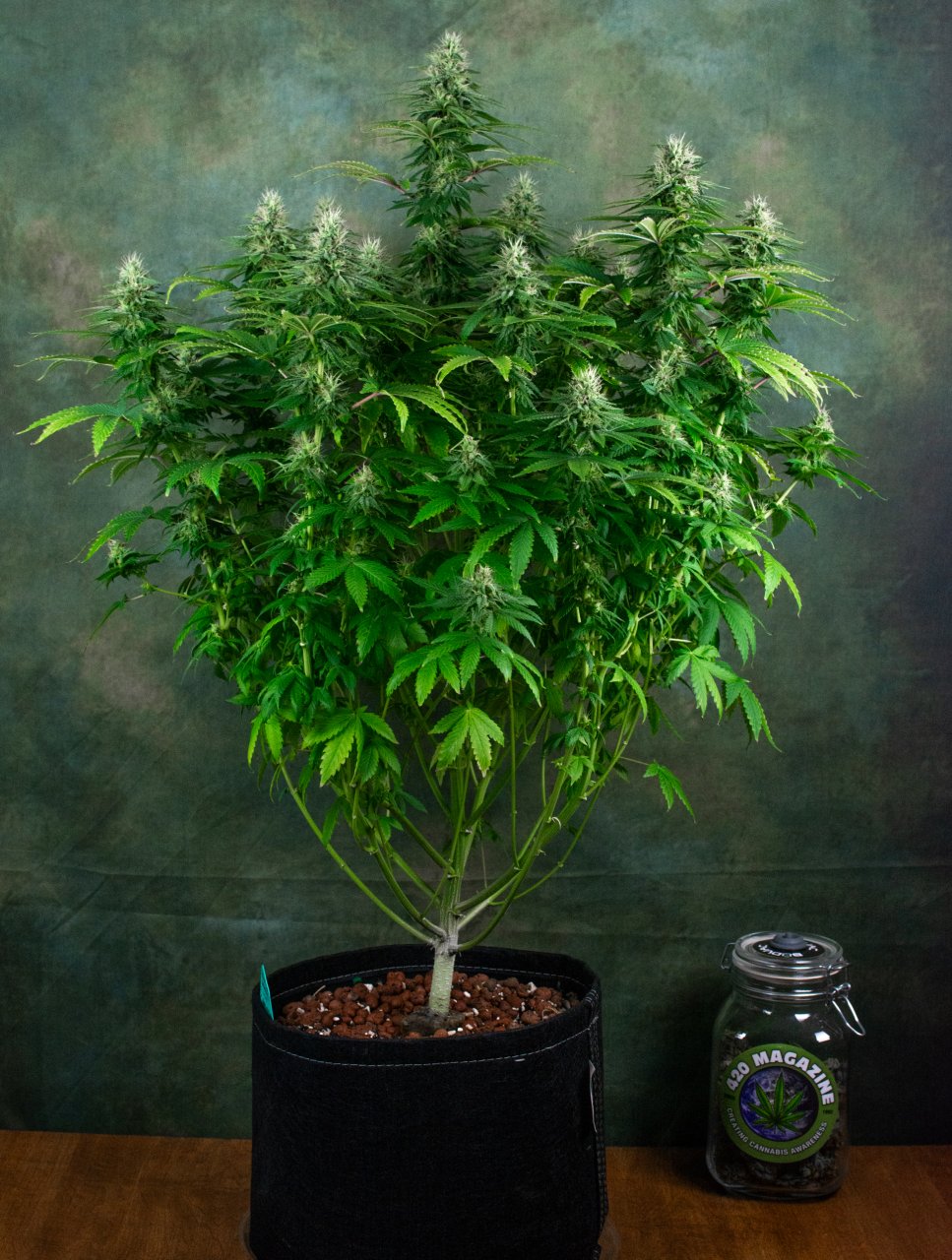 update grow 1-23-24 Peanut Butter Breath #2.jpg