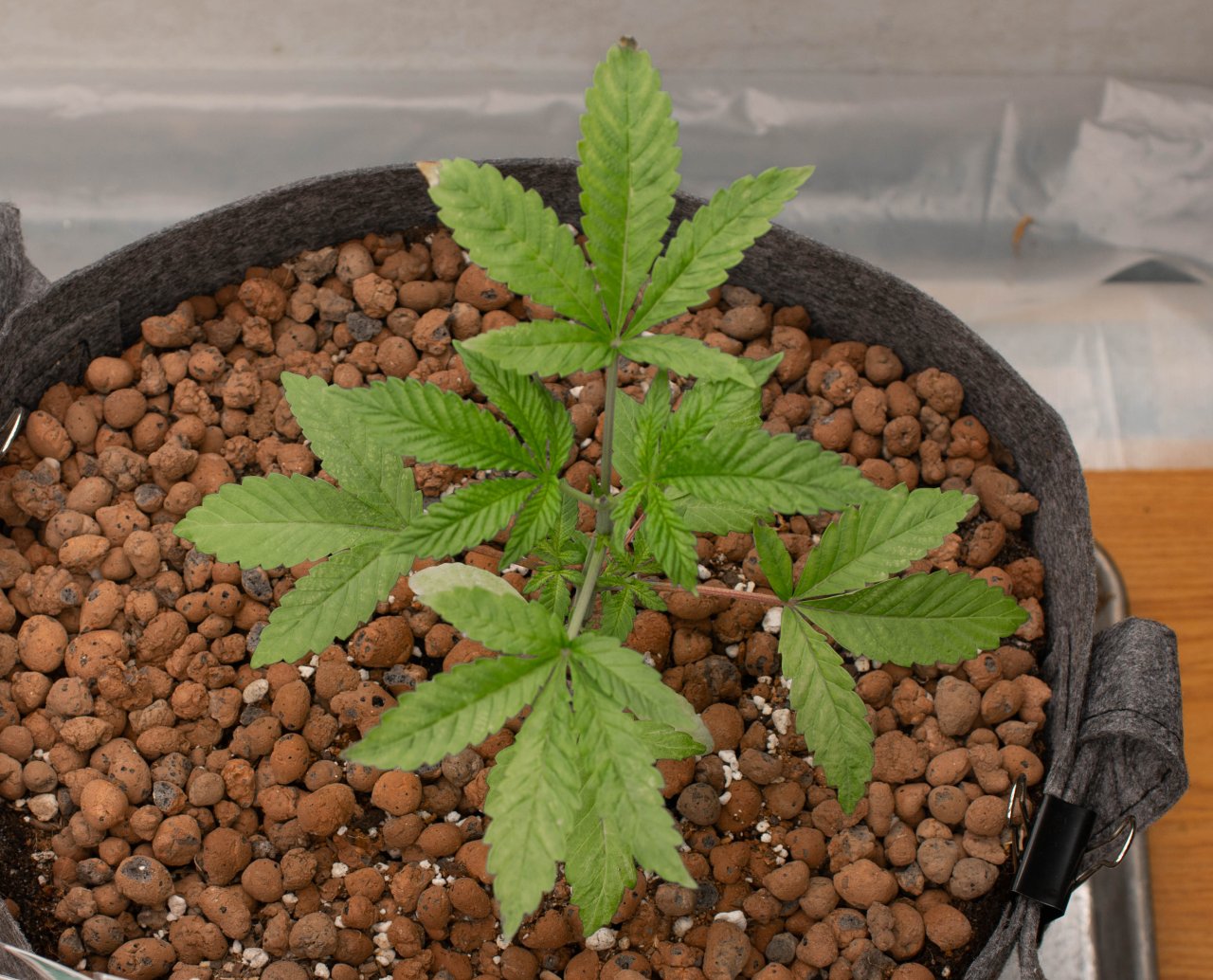 Update Grow Show Girls.jpg