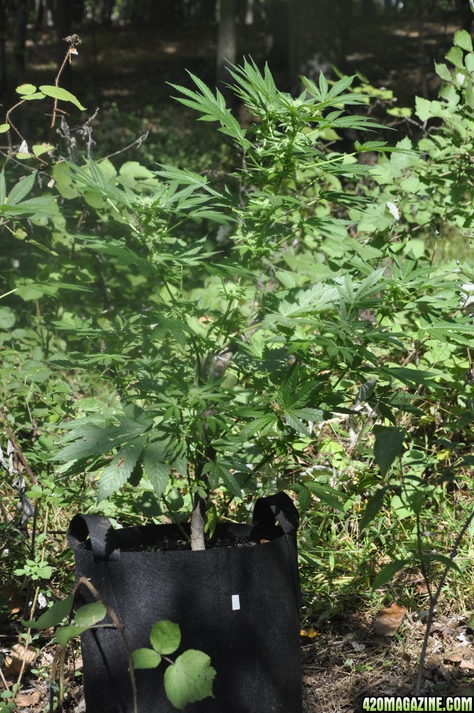 Update:  Outdoor Blue Dream