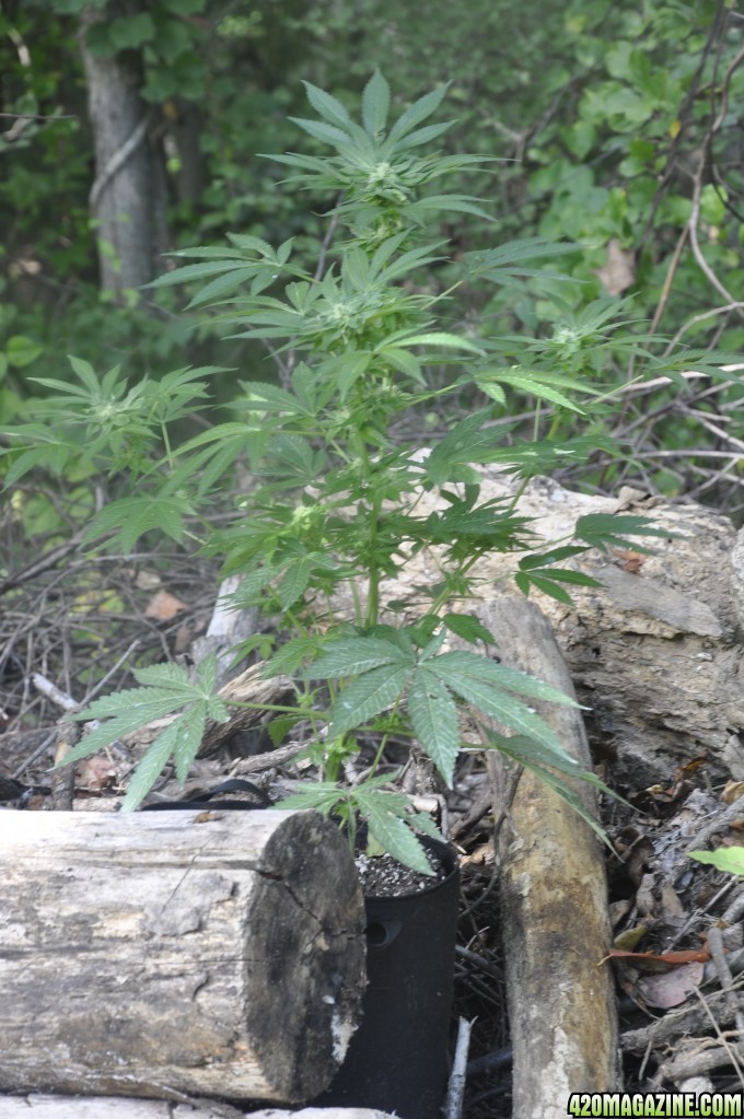 Update:  Outdoor Blue Dream