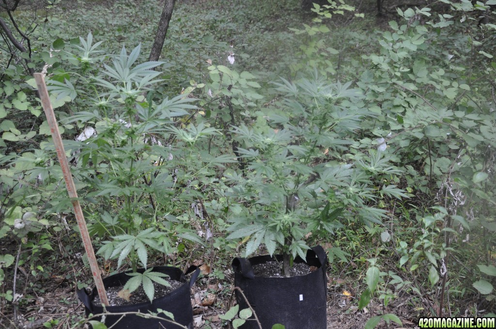 Update:  Outdoor Blue Dream