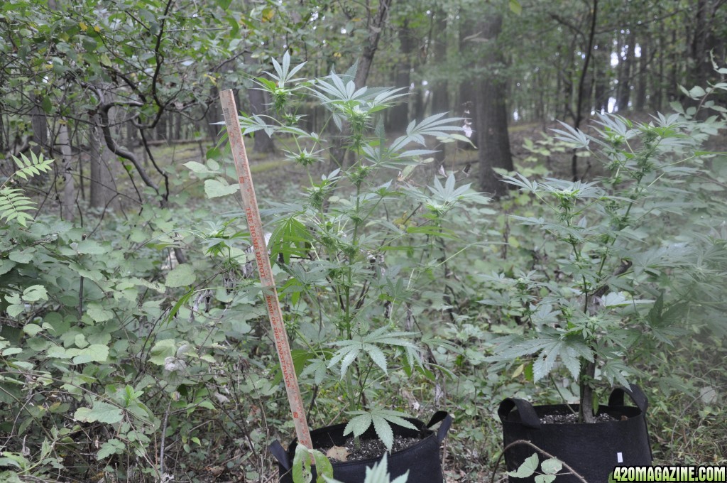 Update:  Outdoor Blue Dream