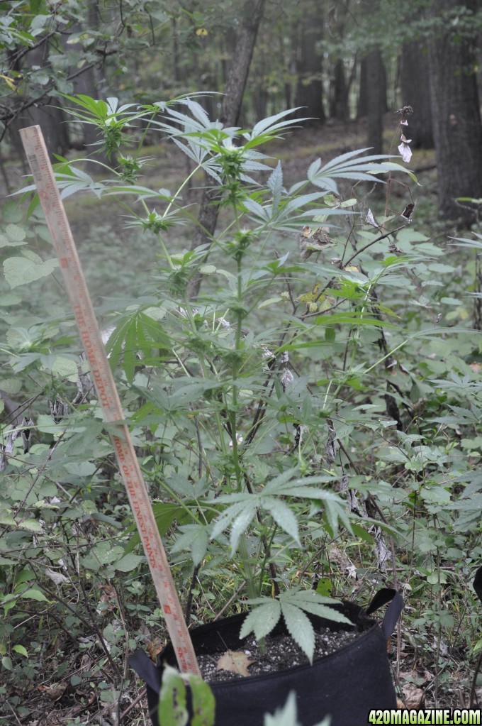 Update:  Outdoor Blue Dream