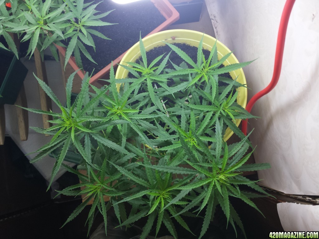 update Philippine cfl micro grow