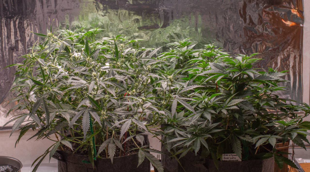 Update RQS Auto grow after train-1.jpg