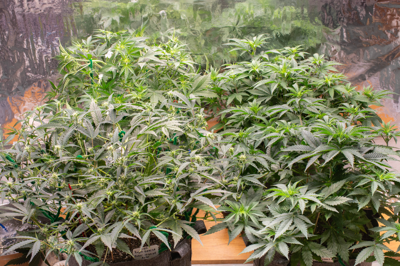 UPDATE RQS Grow 12-20-24.jpg