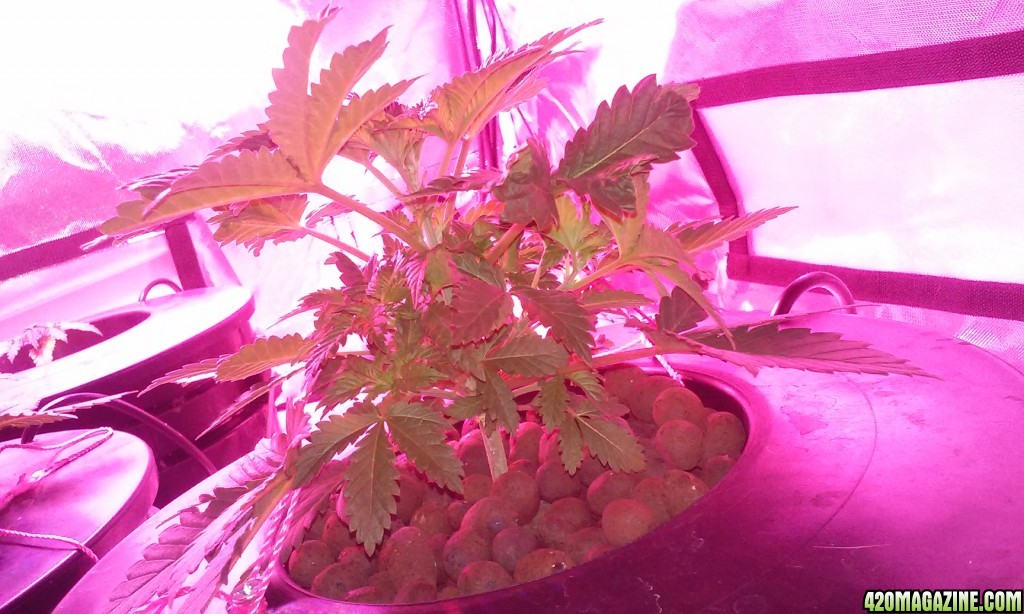 updated day 7