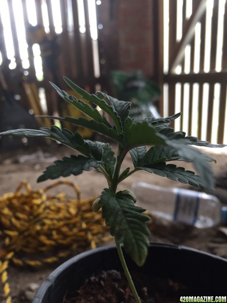 updated grow progress 31/1 Random auto seed 31 days from seed