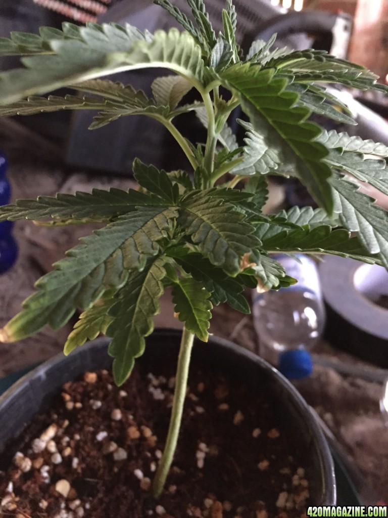 updated grow progress 31/1 Random auto seed 31 days from seed