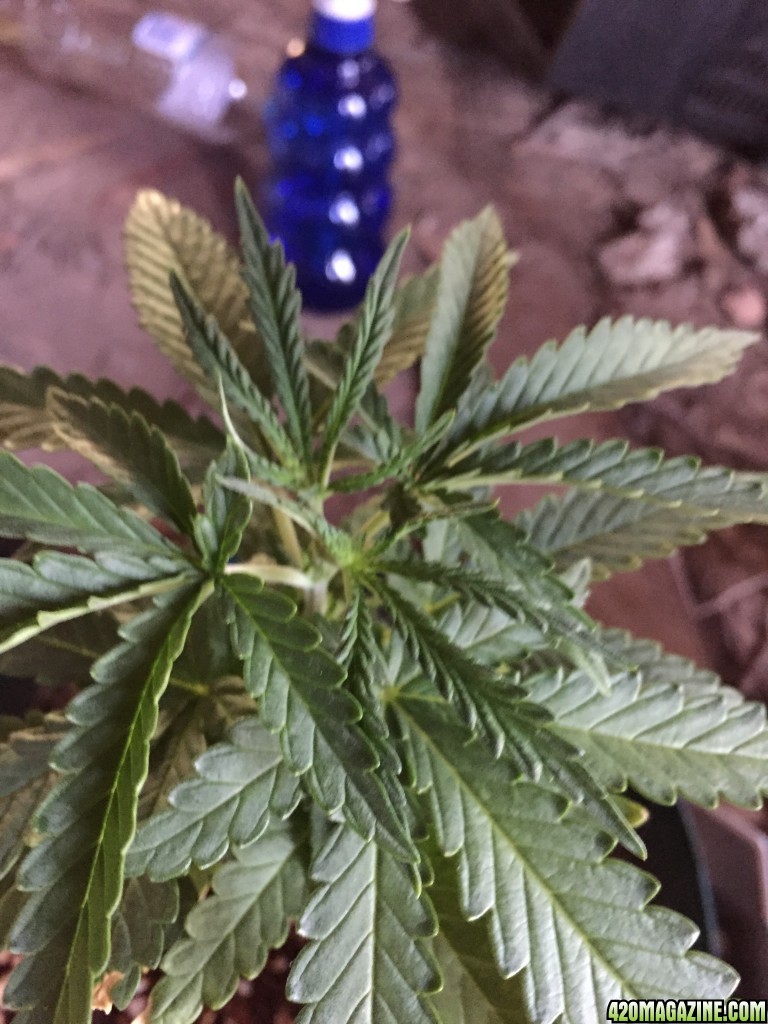 updated grow progress 31/1 Random auto seed 31 days from seed