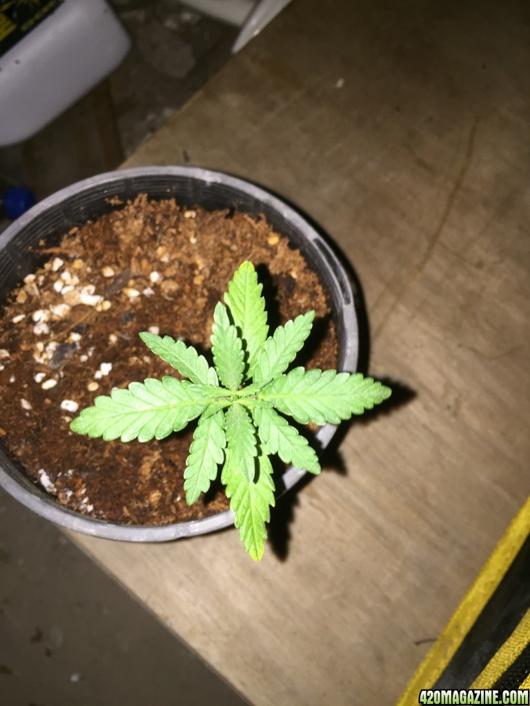 updated grow progress 31/1 Random auto seed and AK auto