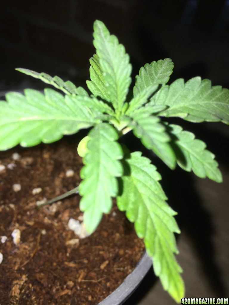 updated grow progress 31/1 Random auto seed and AK auto