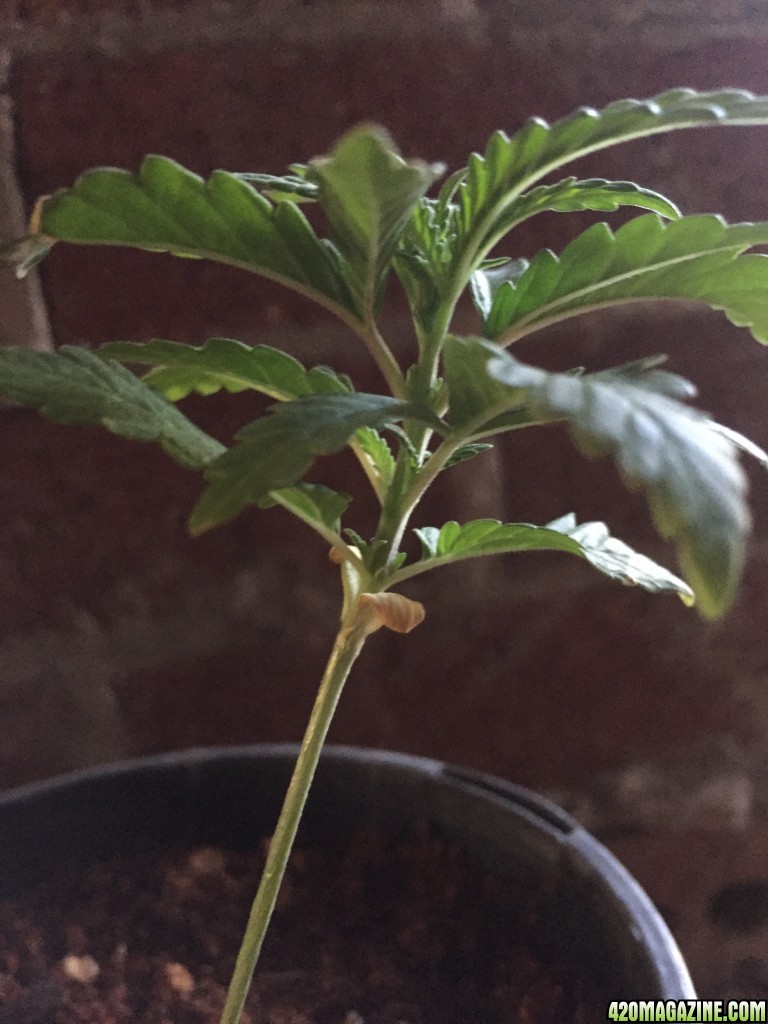 updated grow progress 31/1 Random auto seed and AK auto