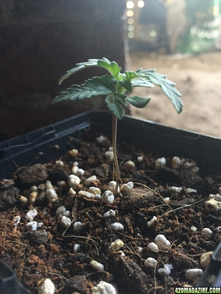 updated grow progress 31/1 Random auto seed and AK auto