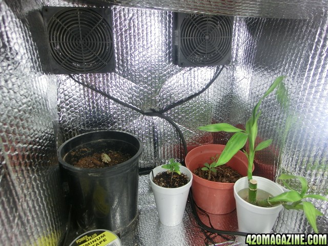 Updated_Grow_Box_Day_19