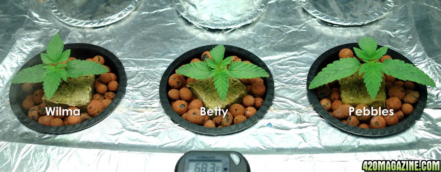 Usul's Grow 2.0 - Day 14