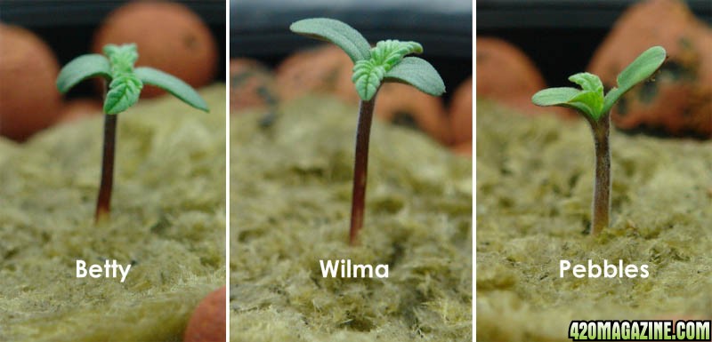 Usul's Grow 2.0 - Day 2