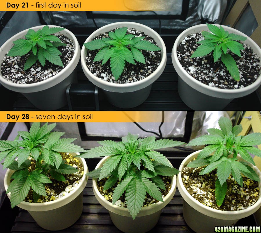 Usul's Grow 2.1 - Day 28