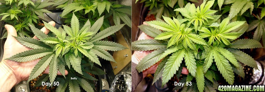 Usul's Grow 2.1 - Day 53 detail