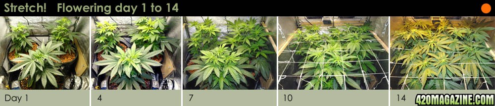 Usul's Grow 2.1 - Two weeks of flowering