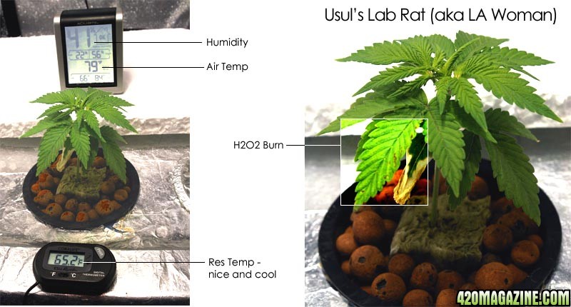 Usul's Lab Rat - 21 days old