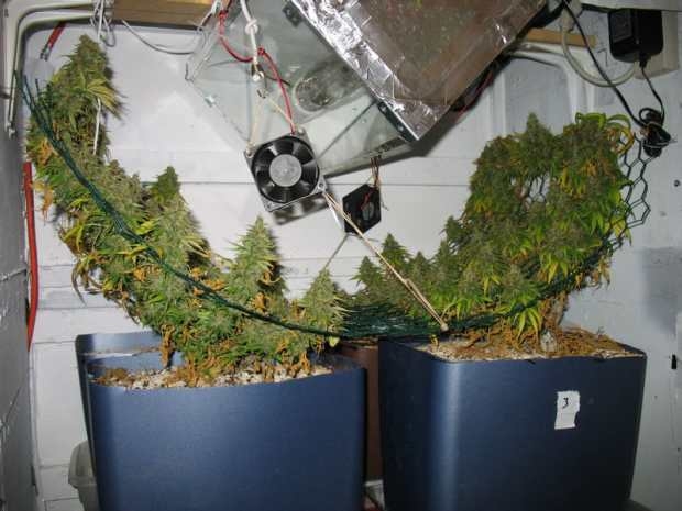 V SCROG_blog_cdn.jpg