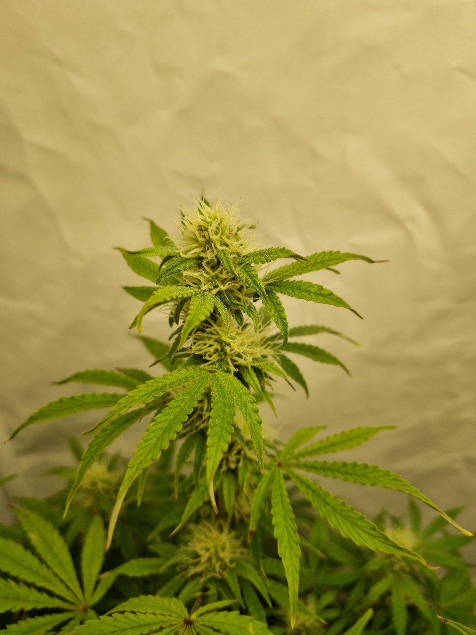 Valentinococogrow2x2.3