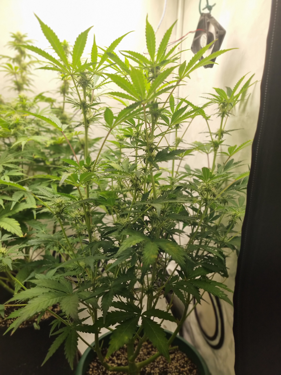 Valentinococogrow2x2.4