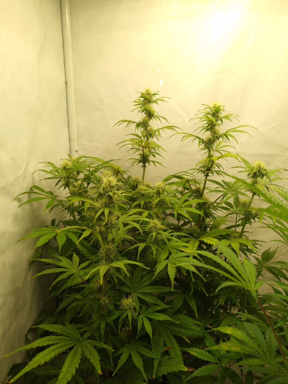 Valentinococogrow2x2.5