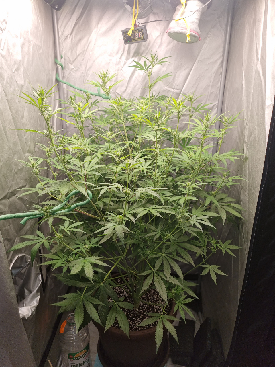 Valentinococogrow2x2.6