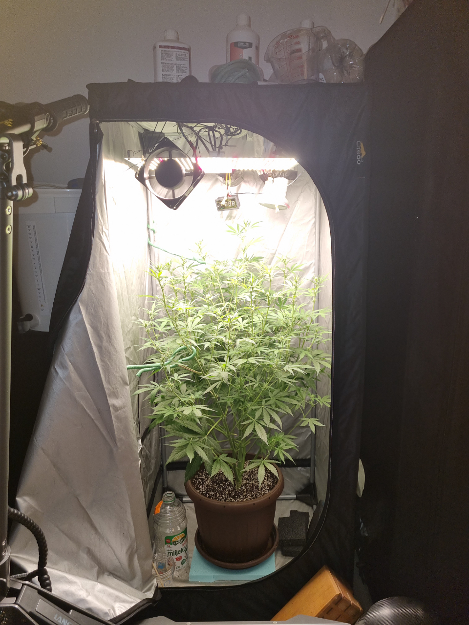 Valentinococogrow2x2.7