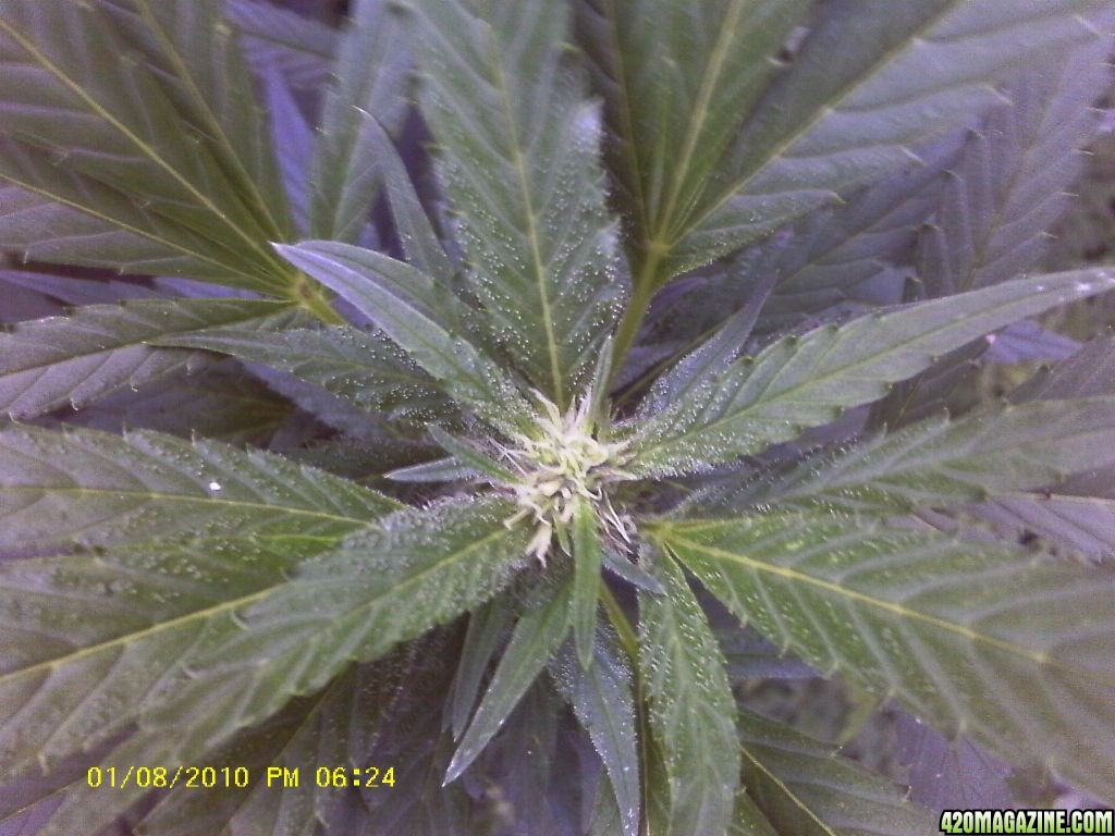 vanilla kush 3 week bud