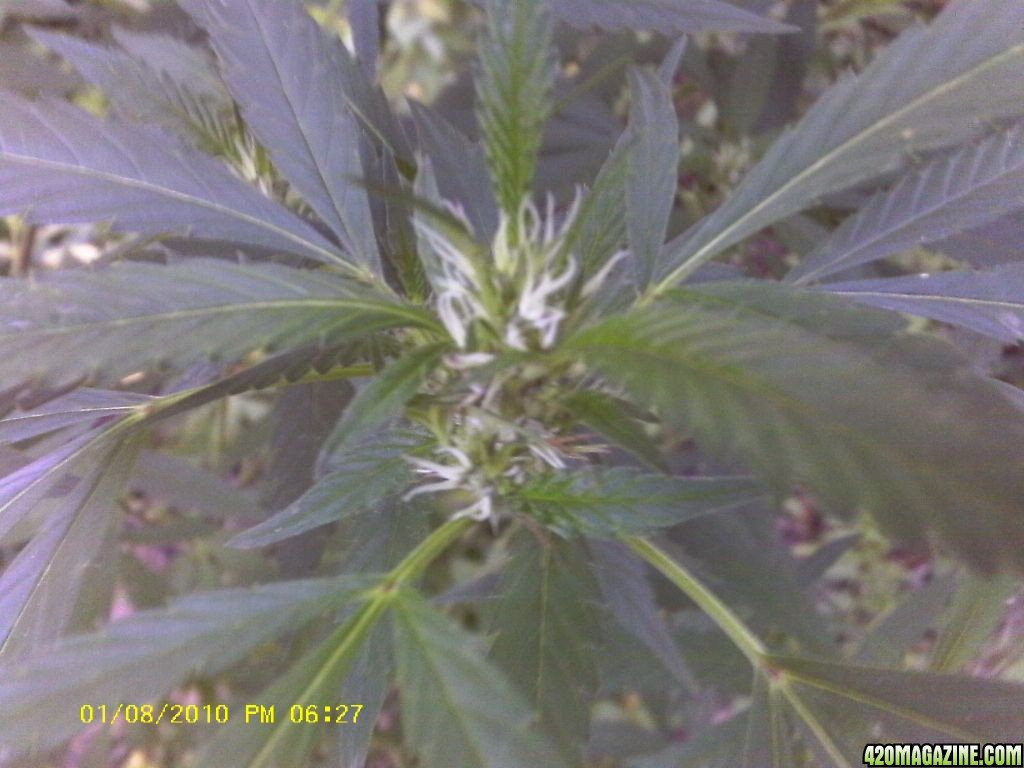 vanilla kush 3 week bud