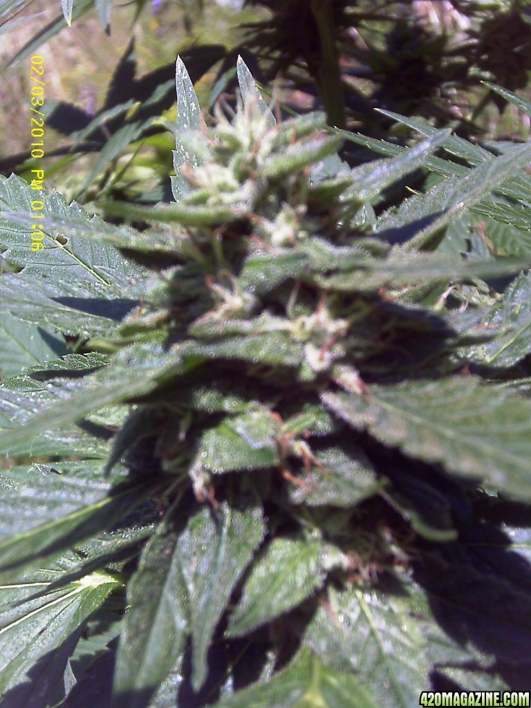 vanilla kush 7 weeks in bud