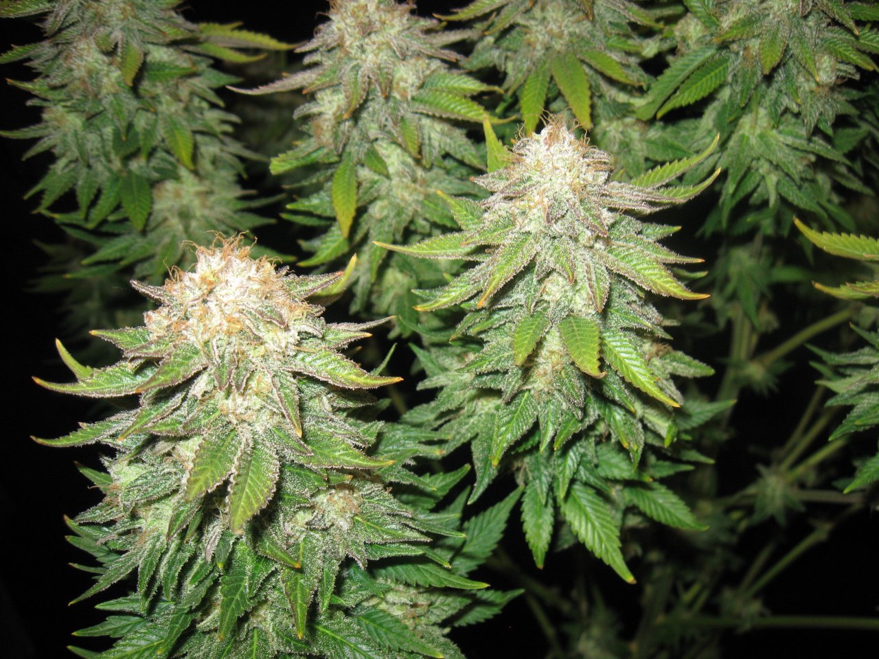 Vanilla Kush Barneys Farm IMG_3514.JPG