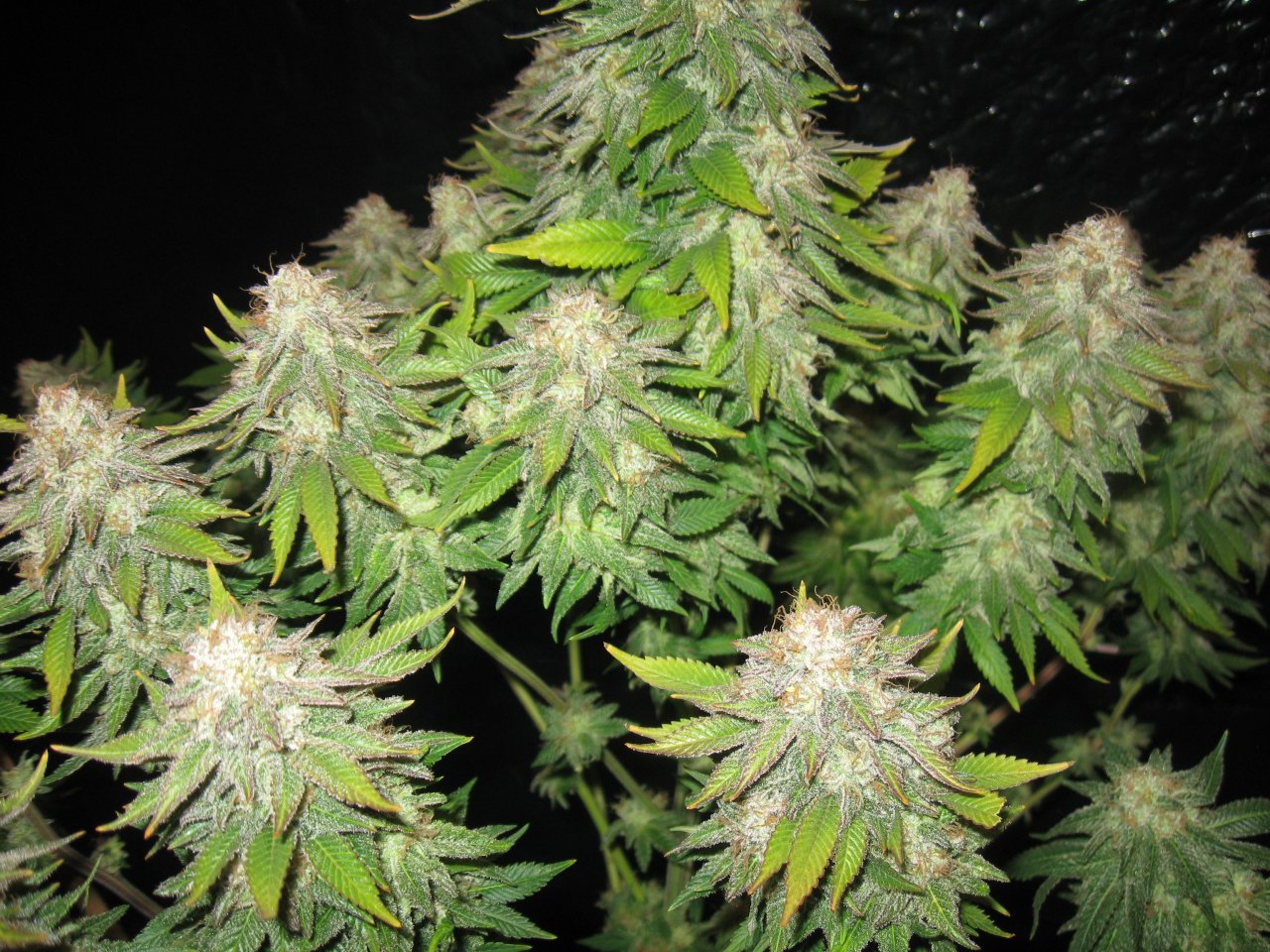 Vanilla Kush Barneys Farm IMG_3515.JPG