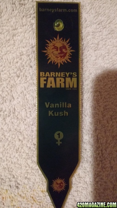 Vanilla Kush (Barney's Farm)