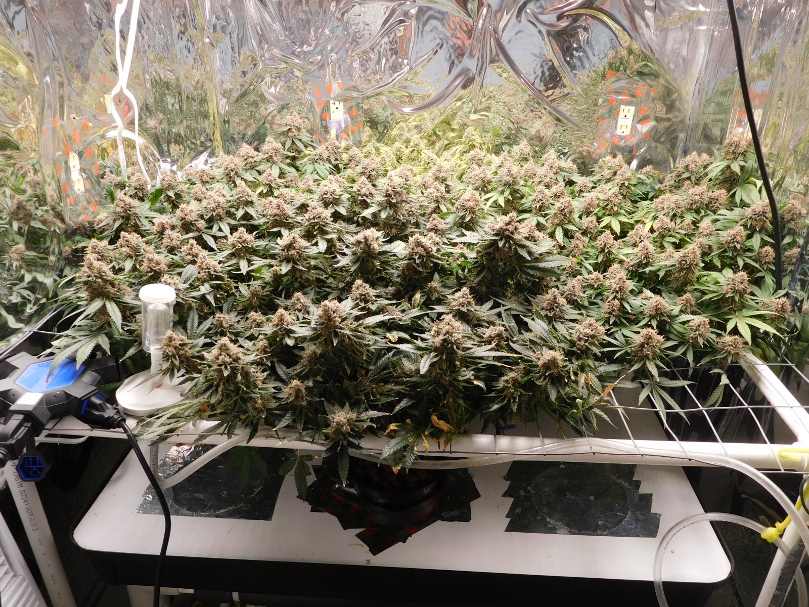 Vanilla Kush Day 70 flower Harvest Day (1).JPG